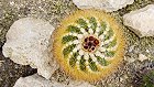 Bild: Kaktus 01 – Klick zum Vergrößern
