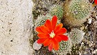 Bild: Kaktus 03 – Klick zum Vergrößern