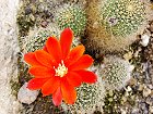 Bild: Kaktus 03 – Klick zum Vergrößern