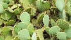 Bild: Kaktus 04 – Klick zum Vergrößern
