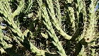 Bild: Kaktus 06 – Klick zum Vergrößern