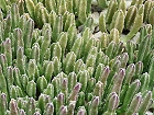 Bild: Kaktus 08: stapelia leenderziae - Aasblume – Klick zum Vergrößern