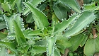 Bild: Kaktus 09: bryopyllum laetivirens - Brutblatt – Klick zum Vergrößern