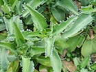 Bild: Kaktus 09: bryopyllum laetivirens - Brutblatt – Klick zum Vergrößern