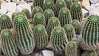 Bild: Kaktus 10: echinopsis spec - Seeigelkaktus – Klick zum Vergrößern