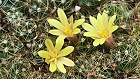 Bild: Kaktus 11: mammillaria surculosa - warzenkaktus – Klick zum Vergrößern