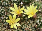 Bild: Kaktus 11: mammillaria surculosa - warzenkaktus – Klick zum Vergrößern