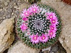 Bild: Kaktus Mammillaria formosana – Klick zum Vergrößern