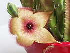 Bild: Kaktusblüte 01 – Klick zum Vergrößern