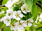 Bild: Kirschbl&uuml;ten 01&nbsp;&ndash; Klick zum Vergr&ouml;&szlig;ern