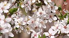 Bild: Kirschblüten 02 – Klick zum Vergrößern