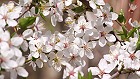 Bild: Kirschbl&uuml;ten 02&nbsp;&ndash; Klick zum Vergr&ouml;&szlig;ern