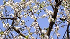 Bild: Kirschblüten 03 – Klick zum Vergrößern