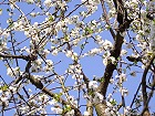 Bild: Kirschblüten 03 – Klick zum Vergrößern