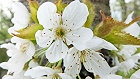 Bild: Kirschblüten 04 – Klick zum Vergrößern
