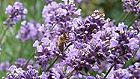 Bild: Lavendel&nbsp;&ndash; Klick zum Vergr&ouml;&szlig;ern