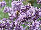 Bild: Lavendel – Klick zum Vergrößern