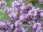 Bild: Lavendel&nbsp;&ndash; Klick zum Vergr&ouml;&szlig;ern