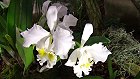 Bild: Orchidee 01 – Klick zum Vergrößern
