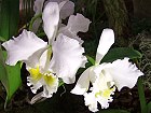 Bild: Orchidee 01 – Klick zum Vergrößern