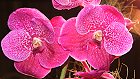 Bild: Orchidee 03 – Klick zum Vergrößern