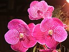 Bild: Orchidee 03 – Klick zum Vergrößern