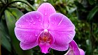 Bild: Orchidee 04 – Klick zum Vergrößern