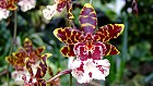 Bild: Orchidee 05 – Klick zum Vergrößern