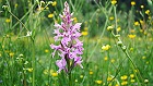Bild: Orchidee Gefleckte Kuckucksblume – Klick zum Vergrößern