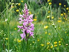 Bild: Orchidee Gefleckte Kuckucksblume – Klick zum Vergrößern