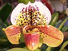 Bild: Orchidee Paphiopedilum Hybride 01 – Klick zum Vergrößern
