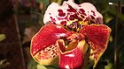Bild: Orchidee Paphiopedilum Hybride 02 – Klick zum Vergrößern