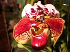 Bild: Orchidee Paphiopedilum Hybride 02 – Klick zum Vergrößern