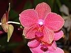 Bild: Orchidee Phalaenopsis Hybride – Klick zum Vergrößern