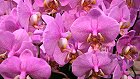 Bild: Orchidee Phalaenopsis Jowa – Klick zum Vergrößern