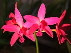 Bild: Orchidee SLC Hsiang Yu Pearl – Klick zum Vergrößern