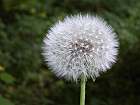 Bild: Pusteblume 01&nbsp;&ndash; Klick zum Vergr&ouml;&szlig;ern