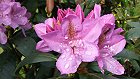 Bild: Rhododendron 01 – Klick zum Vergrößern