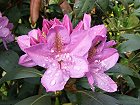 Bild: Rhododendron 01 – Klick zum Vergrößern
