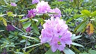 Bild: Rhododendron 02 – Klick zum Vergrößern