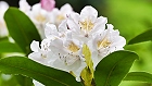 Bild: Rhododendron 04 – Klick zum Vergrößern
