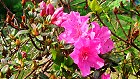 Bild: Rhododendron 05 Zwergrhododendron – Klick zum Vergrößern