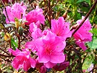 Bild: Rhododendron 05 Zwergrhododendron – Klick zum Vergrößern