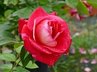 Bild: Rose chartreuse de parme – Klick zum Vergrößern