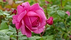 Bild: Rose Red Parfume – Klick zum Vergrößern