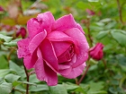Bild: Rose Red Parfume – Klick zum Vergrößern