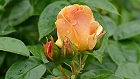 Bild: Rose gelb 02 – Klick zum Vergrößern
