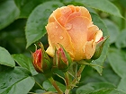 Bild: Rose gelb 02 – Klick zum Vergrößern