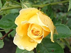 Bild: Rose gelb 04 – Klick zum Vergrößern