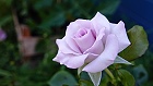 Bild: Rose lila 01 – Klick zum Vergrößern